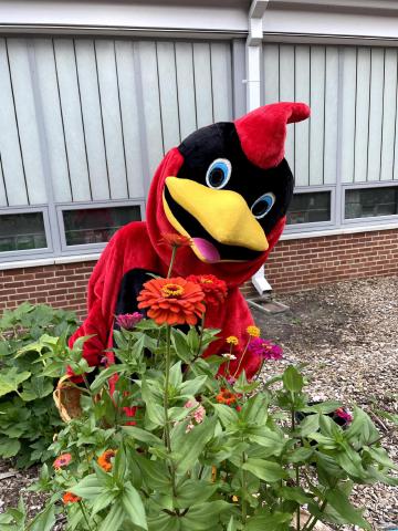 Abingdon Cardinal in the school garden