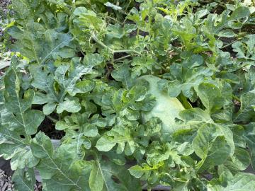 Watermelon growing in the Abingdon Garden