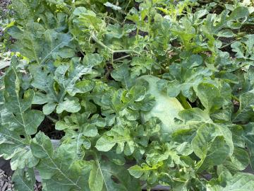Watermelon growing in the Abingdon Garden